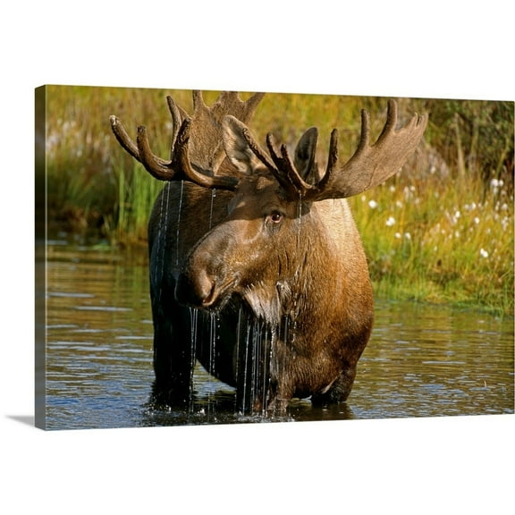 Great Big Canvas "Bull Moose In Pond, Denali National Park, Alaska"  by Harry Walker Olive Green Peach   Wrapped Canvas Print Wall Artwork