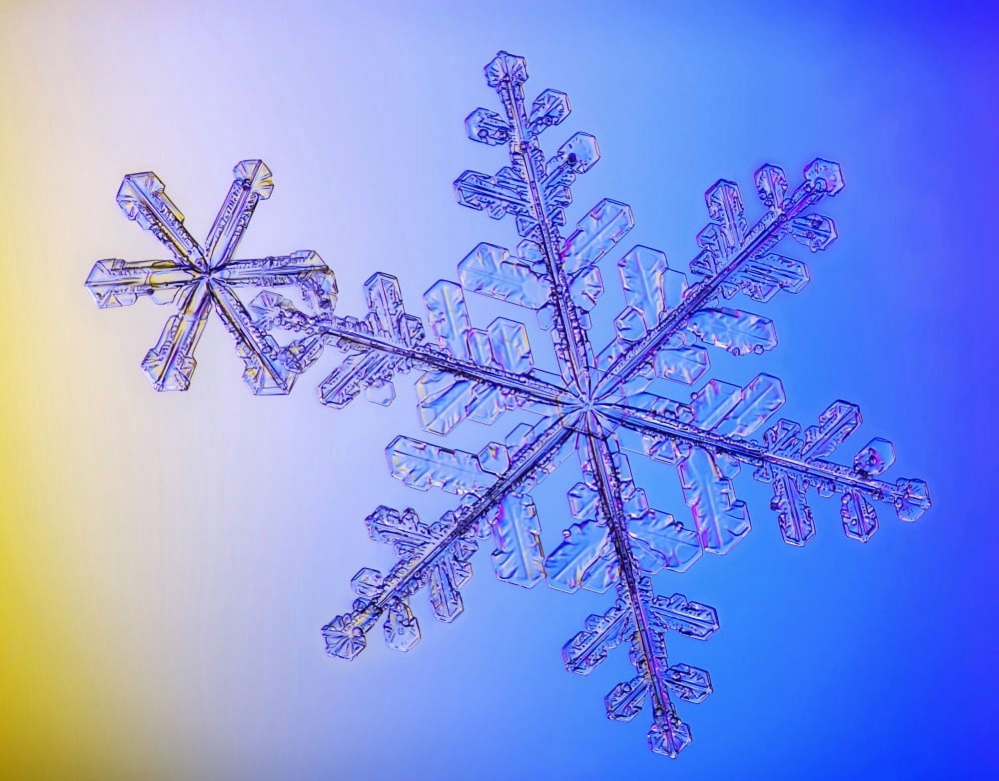 Photomicroscopic close up of two snowflake crystals Alaska Canvas Art - Marion Owen Design Pics (34 x 26)