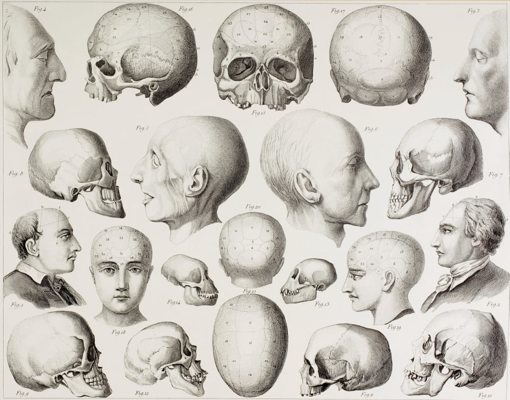 Phrenological Illustration Showing The Psychological Relations Of The Brain From A 19Th Century Print Canvas Art - Ken Welsh Design Pics (16 x 13)