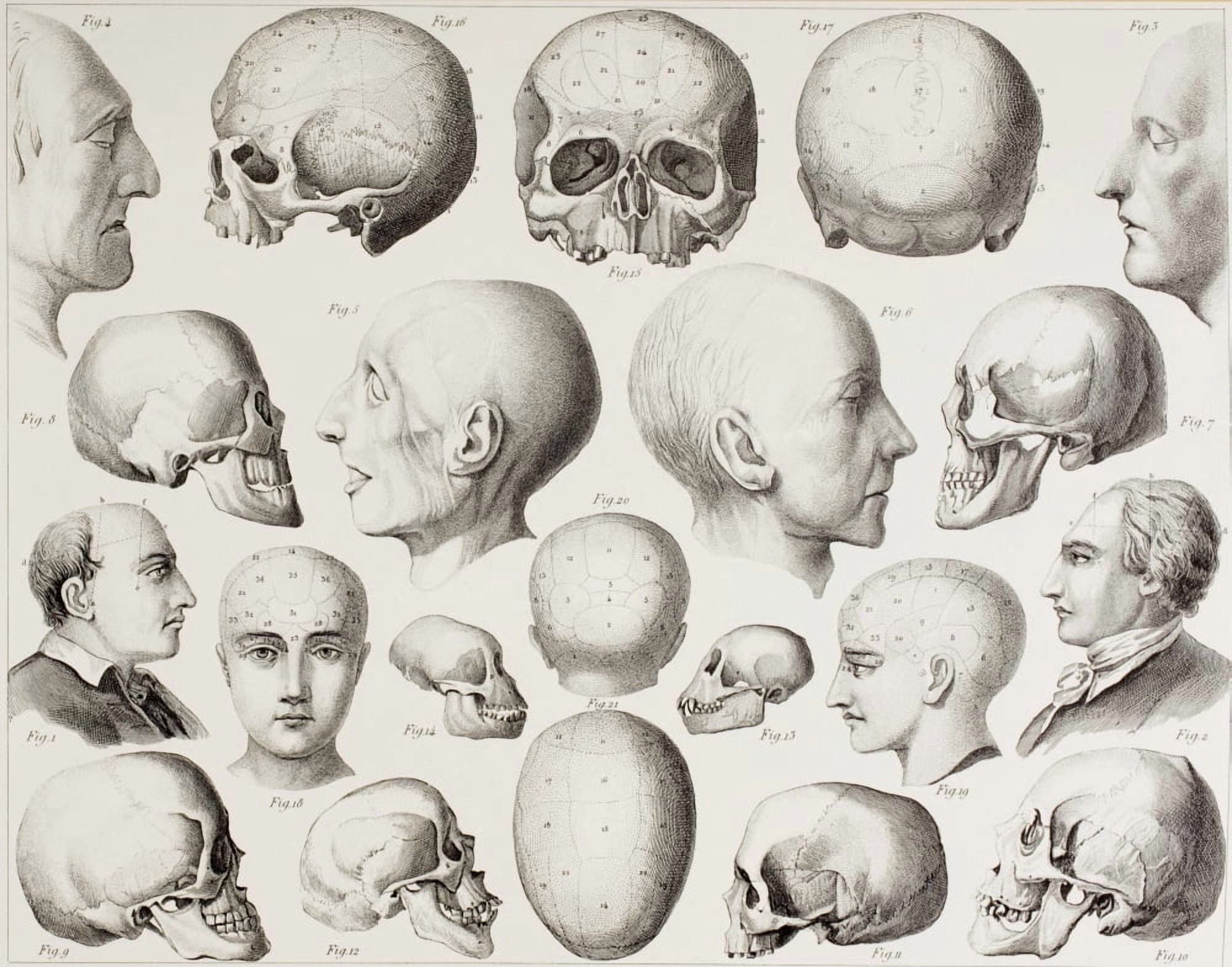 Phrenological Illustration Showing The Psychological Relations Of The Brain From A 19Th Century Print Canvas Art - Ken Welsh Design Pics (32 x 26)