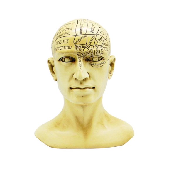 Phrenology Human Head Skull Bust Figurine Sculpture Psychology Science Dcor New