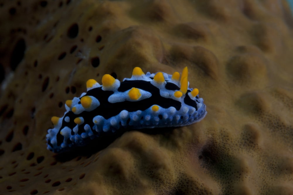 Phyllidia coelestis nudibranch Beqa Lagoon Fiji Canvas Art - Terry MooreStocktrek Images (35 x 23)