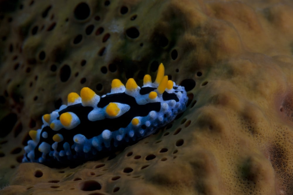Phyllidia coelestis nudibranch Beqa Lagoon Fiji Canvas Art - Terry MooreStocktrek Images (35 x 23)