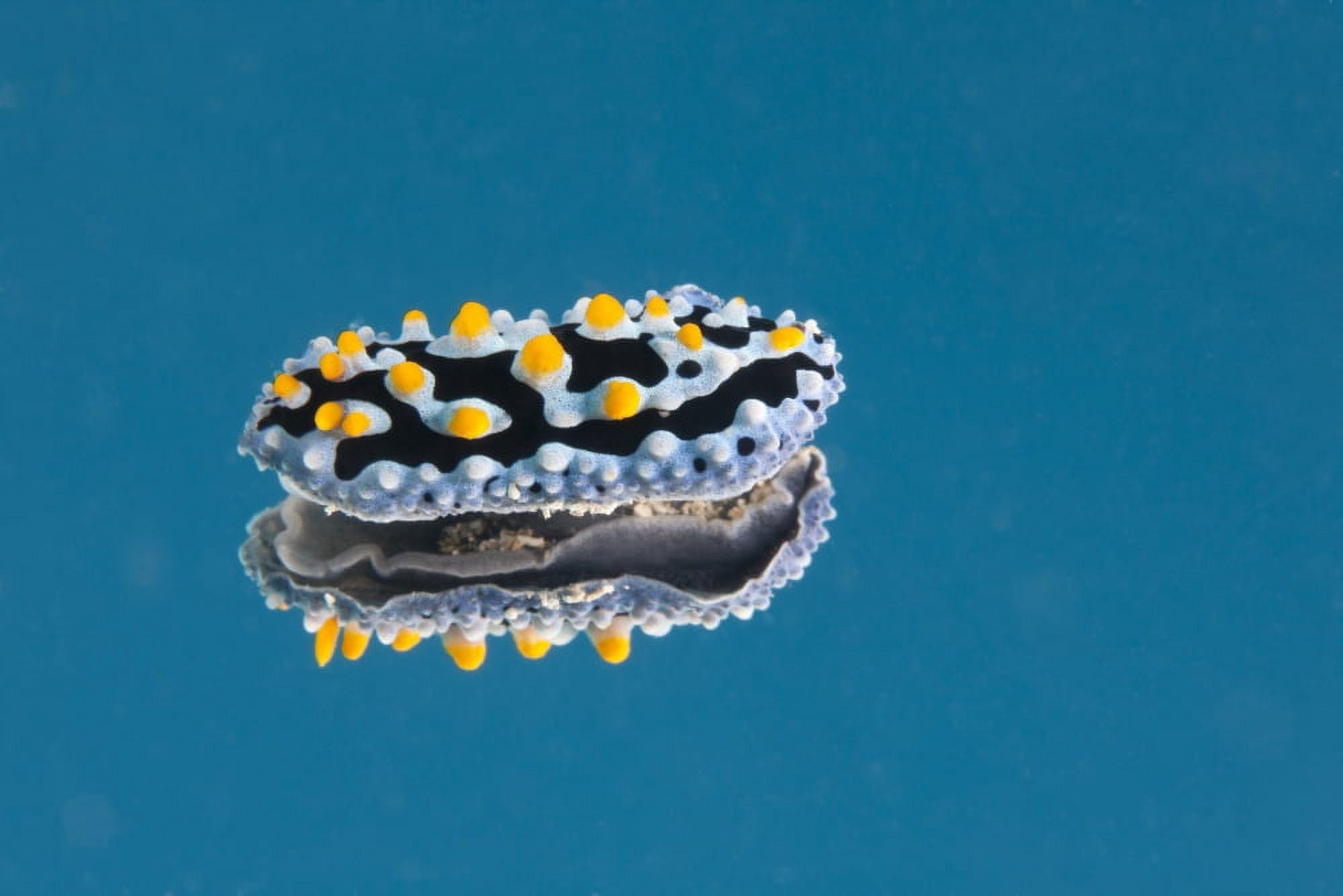 Phyllidia coelestis nudibranch on blue background Canvas Art - Terry MooreStocktrek Images (18 x 12)