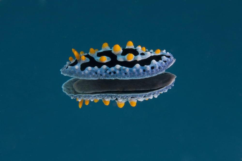 Phyllidia coelestis nudibranch on blue background Canvas Art - Terry MooreStocktrek Images (35 x 23)