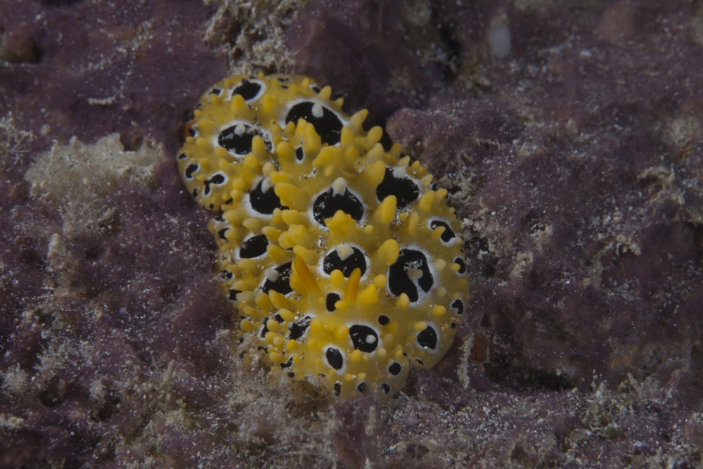 Phyllidia ocellata nudibranch Canvas Art - Terry MooreStocktrek Images (18 x 12)