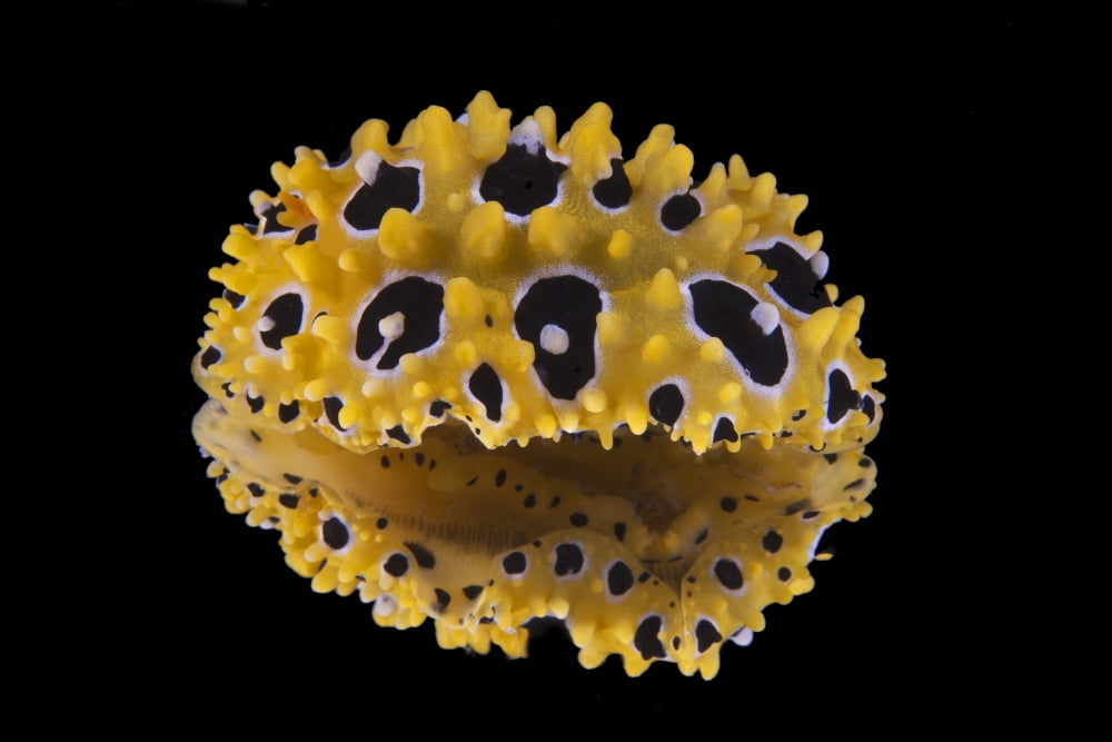 Phyllidia ocellata nudibranch Canvas Art - Terry MooreStocktrek Images (18 x 12)