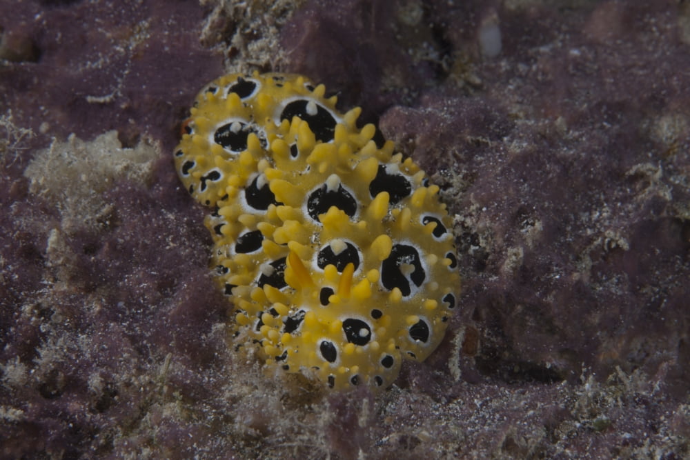 Phyllidia ocellata nudibranch Canvas Art - Terry MooreStocktrek Images (35 x 23)