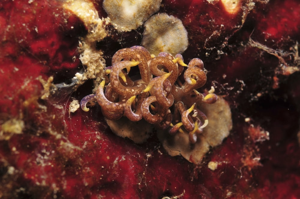 Phyllodesmium poindimiei nudibranch on red sponge Indonesia Canvas Art - Mathieu MeurStocktrek Images (35 x 23)