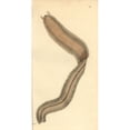 thumbnail image 1 of Phyllodoce Lamelligera Poster Print By ® Florilegius Mary Evans (18 X 24), 1 of 3