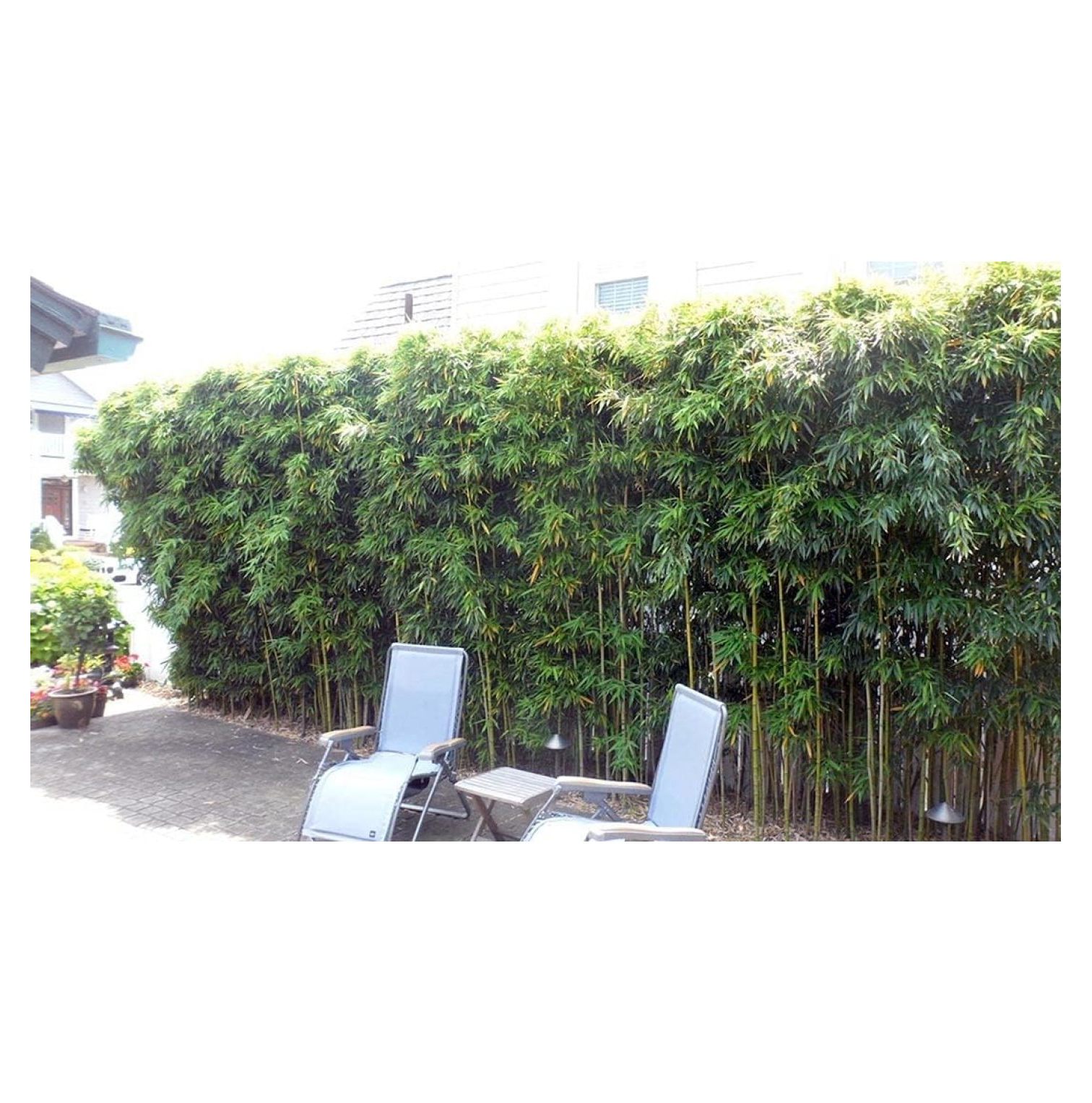 Phyllostachys “Harbin Inversa” Bamboo Plant Colorful/Very Cold Hardy