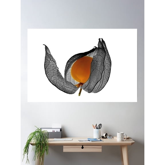 Physalis Fruits Art Gallery Picture Poster Wall Art, Modern Wall Decor For Living Room Bedroom, 8x12 UNFRAMED