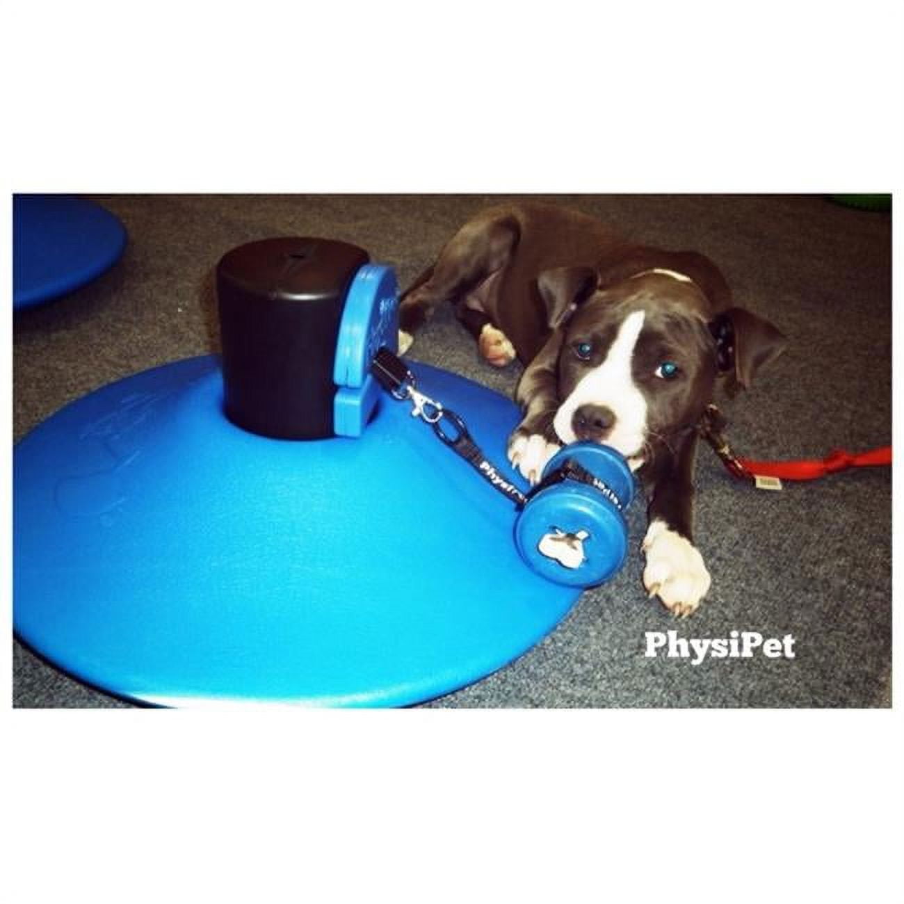 https://i5.walmartimages.com/seo/PhysiPet-PHYSI-004-B-Large-Exercise-and-Entertainment-Toy-for-Dogs-Blue_1dacd710-6373-4557-8b0a-26ddae66d8d6.9ae3bb352905d20f6b84273915981456.jpeg