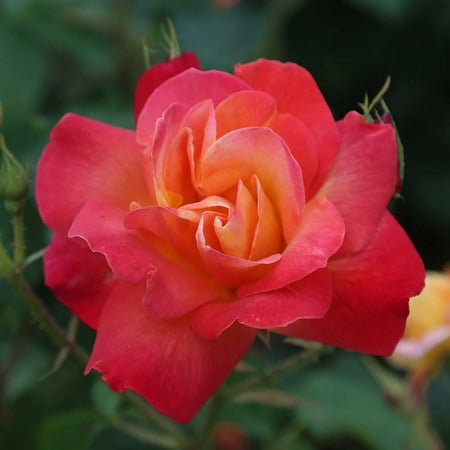 Piñata Climbing Rose by Heirloom Roses - Climbing Roses Live Plants For Planting Outdoors