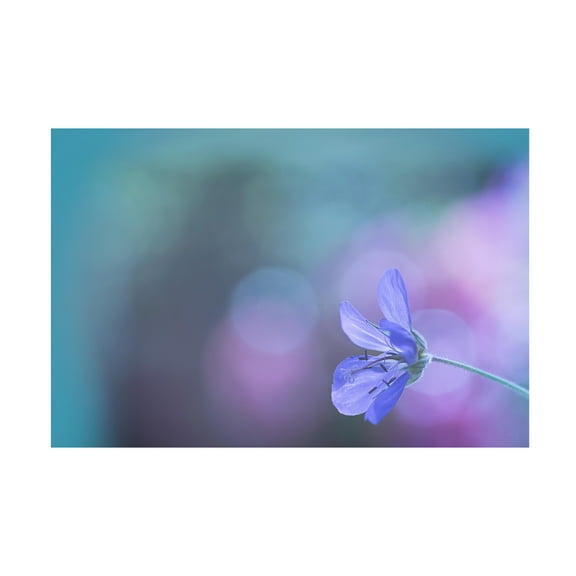 Pia Mihailowitsch 'Lone Purple Flower' Canvas Art