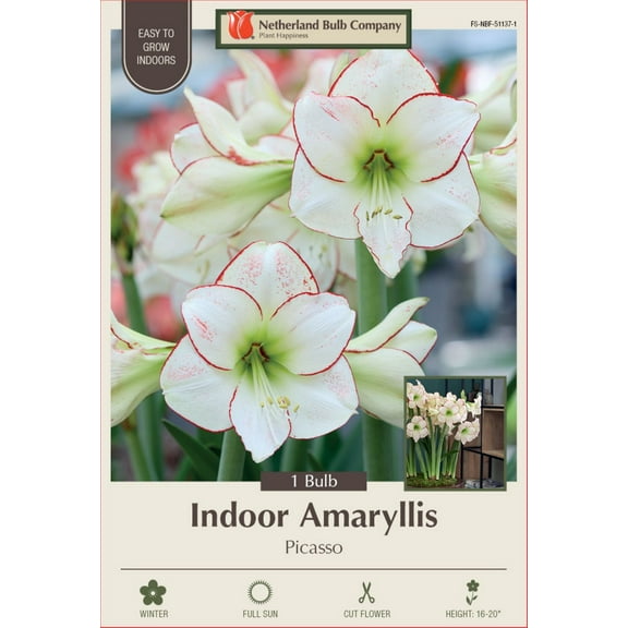 Picasso Giant Amaryllis 30/32cm Bulb - Holiday Blooms - One Bulb