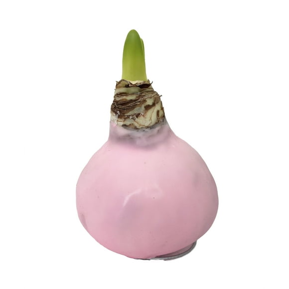 Picasso Pink Wax Jumbo Amaryllis Bulb