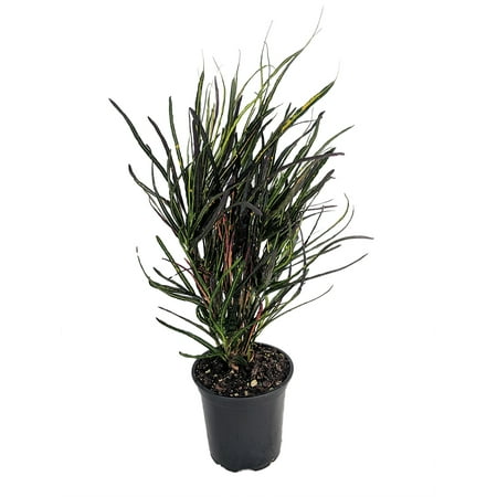 Picasso's Paintbrush Croton - 4" Pot - Colorful House Plant - Collector's Series