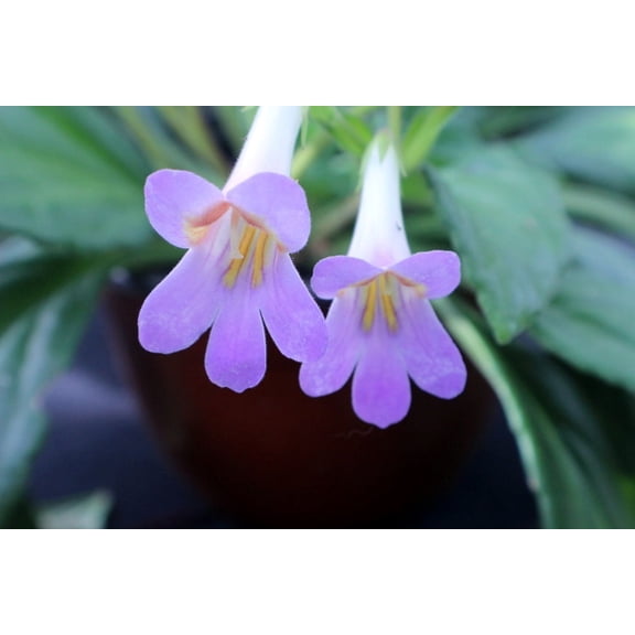 Piccolo Asian Violet - Primulina - 2.5" Pot - Everblooming House Plant