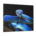 thumbnail image 1 of Picia Blue Viper Snake Pattern Decorative Picture – Unique Wall Art, Modern Canvas Print for Trendy Interiors (Horizontal), 1 of 6