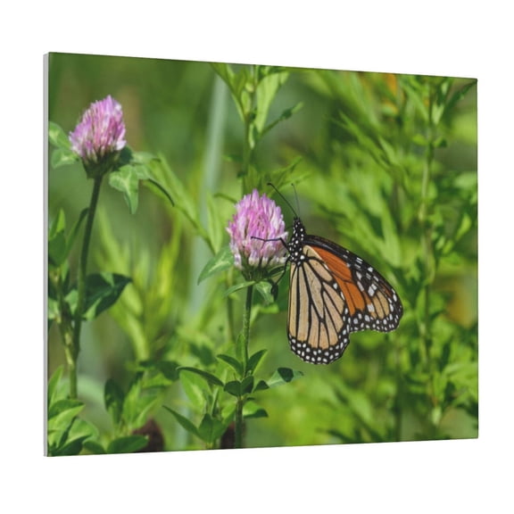 Picia Butterflies and Floral Pattern Decorative Picture – Unique Wall Art, Modern Canvas Print for Trendy Interiors (Horizontal)