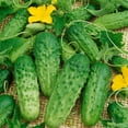 thumbnail image 1 of Pick a Bushel F1 Hybrid AAS Cucumber Seeds - 3 g Packet ~100 Seeds - Non-GMO, F1 Hybrid - Vegetable Garden - Cucumis sativus, 1 of 1