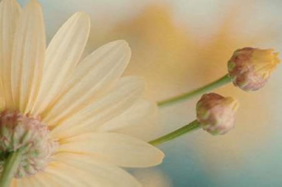 Pick a Petal II Canvas Art - Roberta Murray (12 x 18)