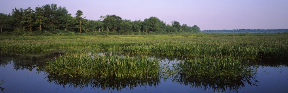 Pickerelweed in a lake Long Pond Pocono Mountains Pennsylvania USA Canvas Art - Panoramic Images (6 x 18)