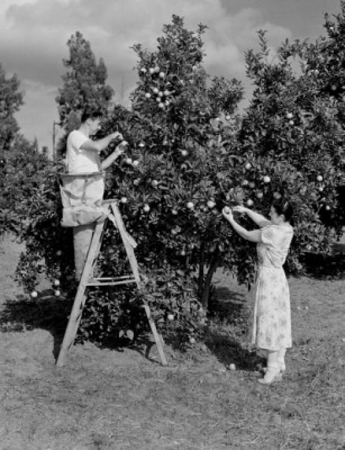 Picking apples Canvas Art -  (18 x 24)