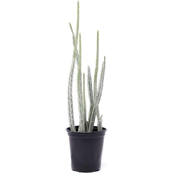 Pickle Plant Senecio - 3 Live Plants in 4 Inch Pots - Senecio Stapeliiformis - Beautiful Indoor Outdoor Cacti Succulent Houseplant