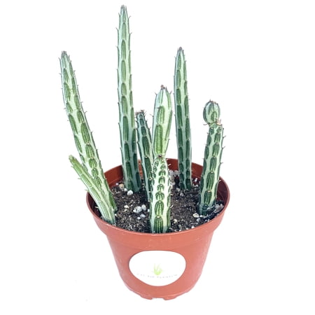 Pickle Plant Succulent Senecio Stapelliformis
