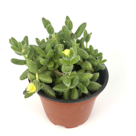 Pickle Succulents Delosperma Echinatum, 4" Pot