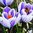 thumbnail image 1 of Pickwick Crocus (5 Bulbs) Made in USA, Ships from Our Iowa Nursery, 1 of 2