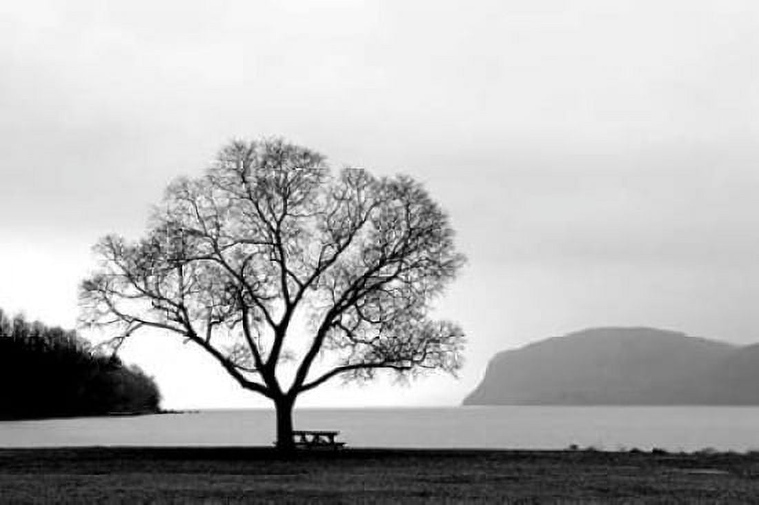 Picnic Tree Canvas Art - PhotoINC Studio (20 x 28)