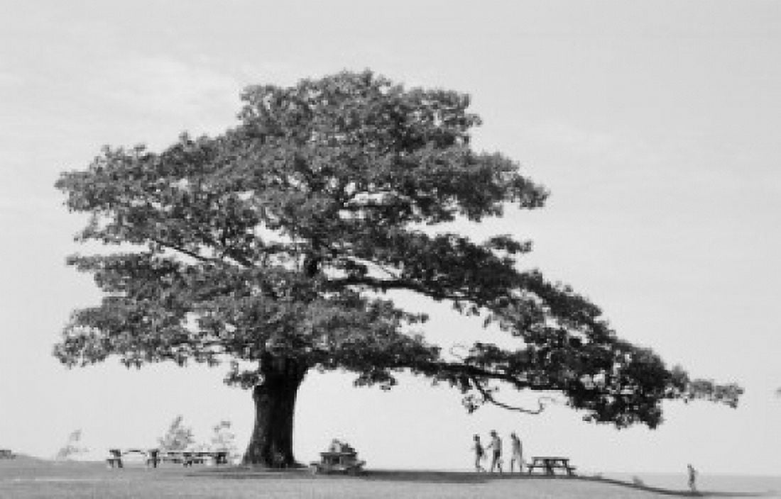 Picnic site under Oak Tree Canvas Art - (18 x 24)
