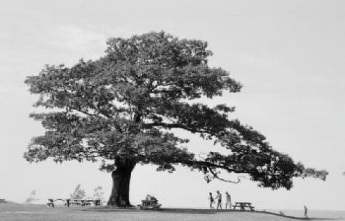 Picnic site under Oak Tree Canvas Art - (24 x 36)