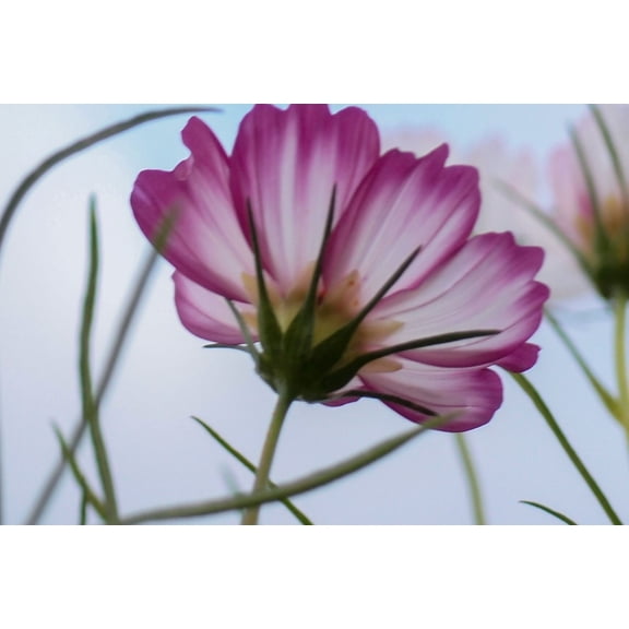 Picotee Cosmos Seeds/ Annual/ Full Sun/16K Seeds 1/4lb/ Zellajake Farm and Garden - B89
