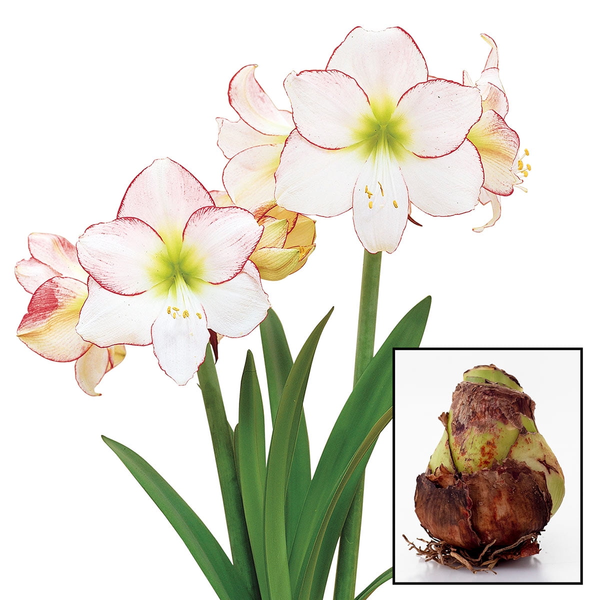 Picotee Dormant Amaryllis Bulb for indoor forcing