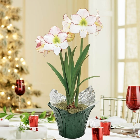 Picotee White and Pink Flowering Amaryllis (Hippeastrum) Bulb Gift Kit, Planted in a Foil Wrapped 6 inch Pot