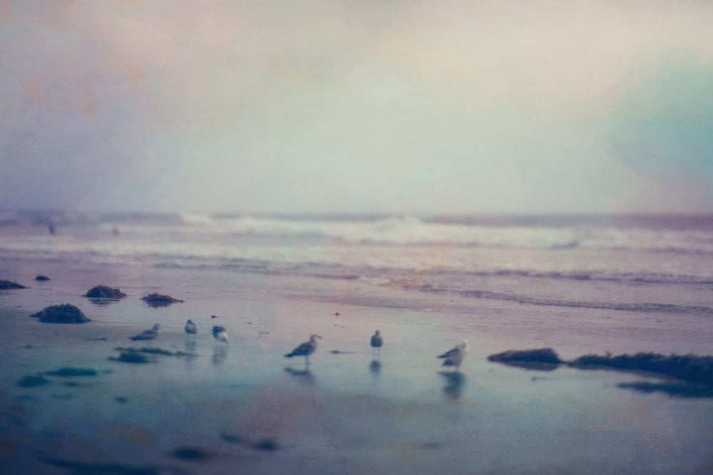 Pictorialism style of gulls on the beach along the coast of southern california san diego california usa Canvas Art - Roberta Murray Design Pics (38 x 24)