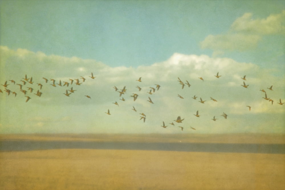 Pictorialism style of a flock of geese above a prairie wheat field at mcgregor lake alberta canada Canvas Art - Roberta Murray Design Pics (38 x 24)