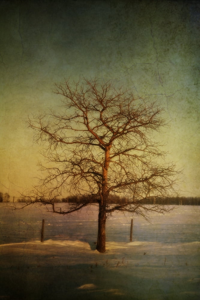 A Pictorialist Photograph Of A Lone Aspen Tree With Bare Branches In The Winter Growing Alongside A Barbed-Wire Fence In A Rural Area Of Alberta Canada Canvas Art - Roberta Murray Design Pics (13 x 2