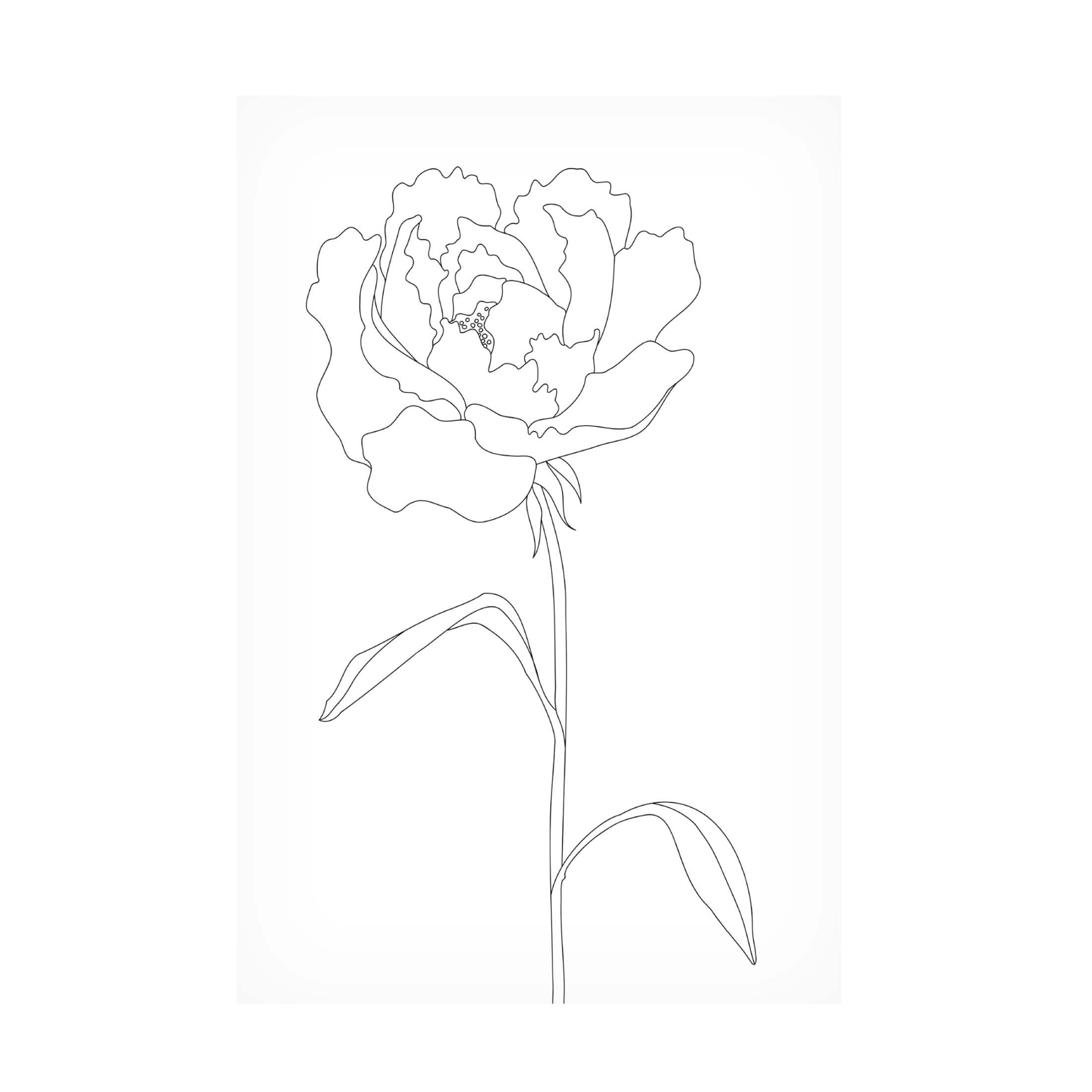 Pictufy Studio II 'Peony Lines' Canvas Art - 22 x 32 Inches