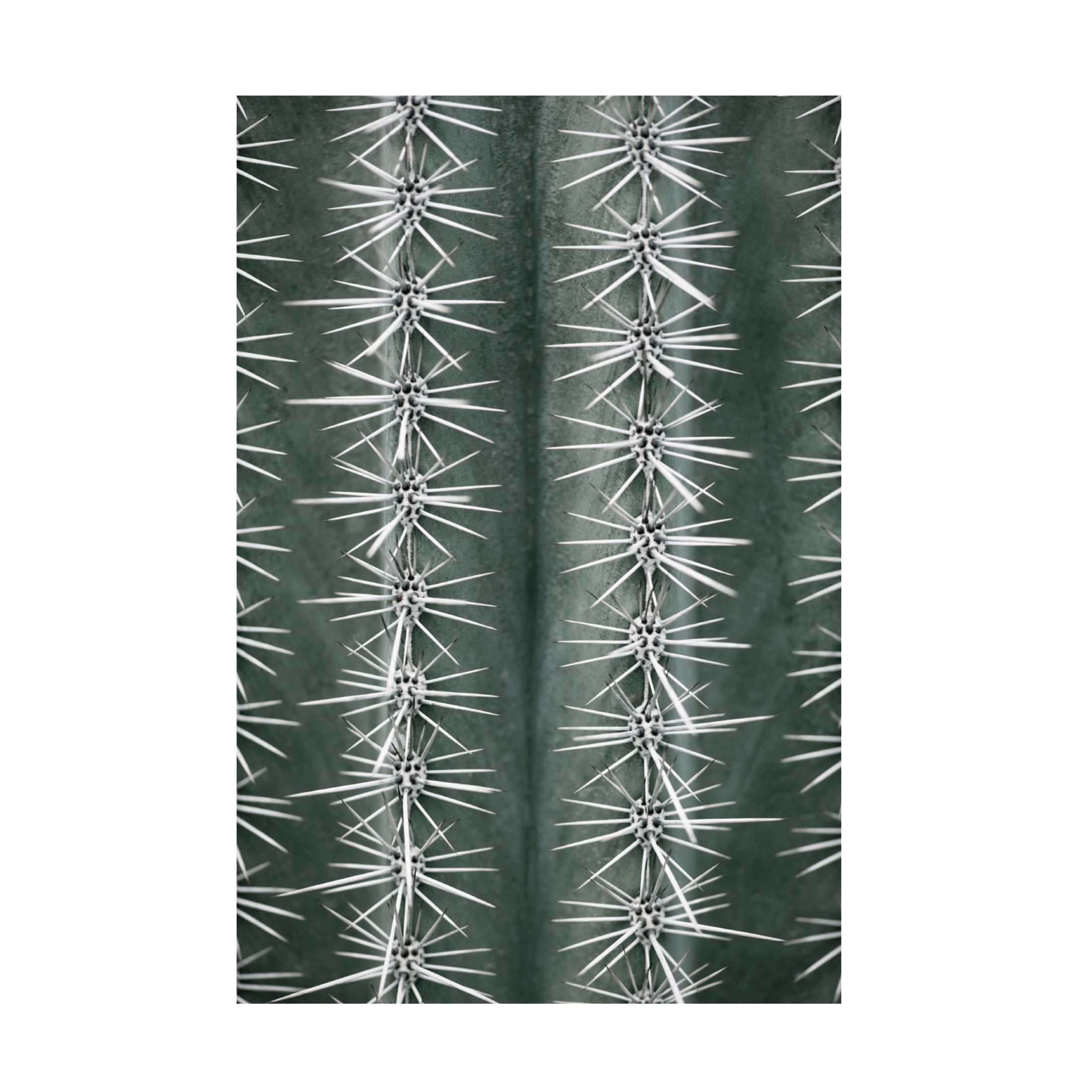 Pictufy Studio III 'Cactus Green' Canvas Art - 22 x 32 Inches
