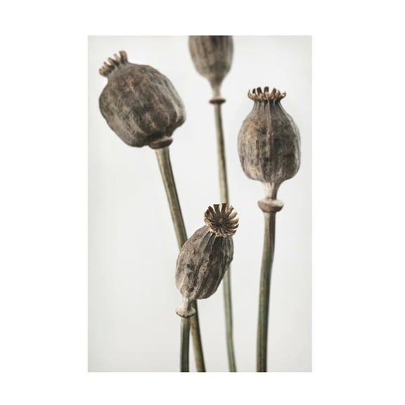 Pictufy Studio III 'Dried 6' Canvas Art - 12 x 19 Inches