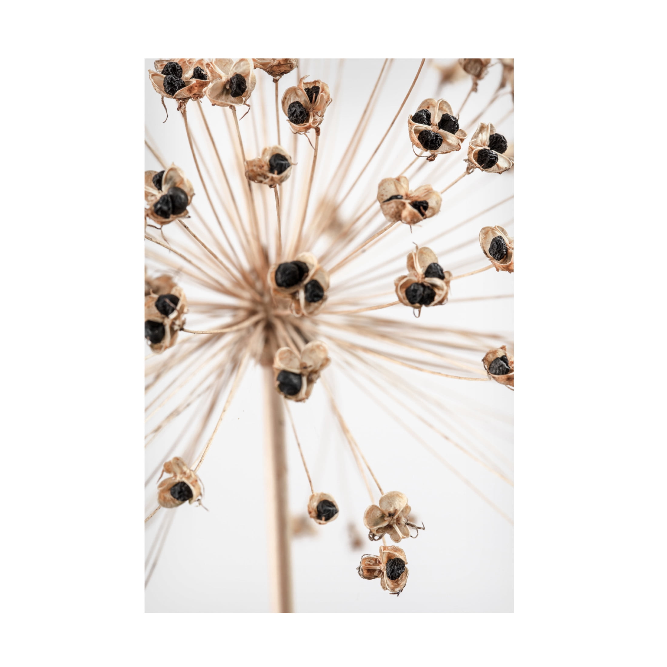 Pictufy Studio III 'Dried 7' Canvas Art - 16 x 24 Inches