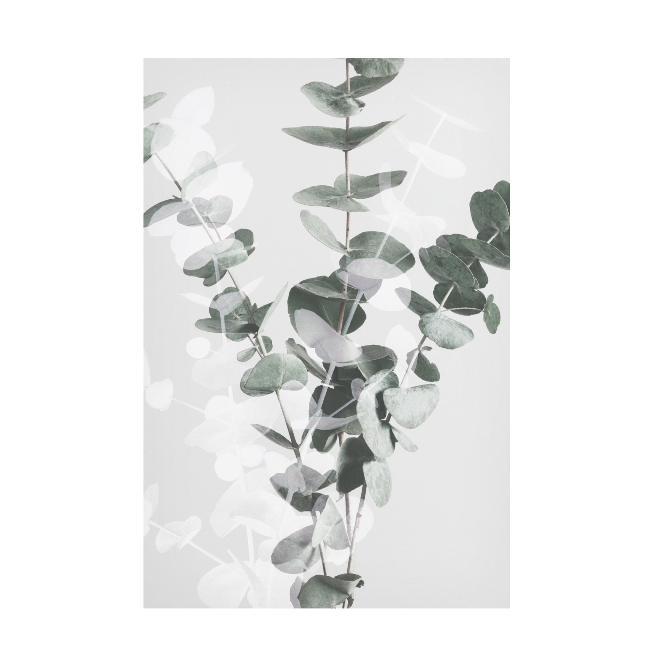 Pictufy Studio III 'Eucalyptus 2' Canvas Art - 12 x 19 Inches