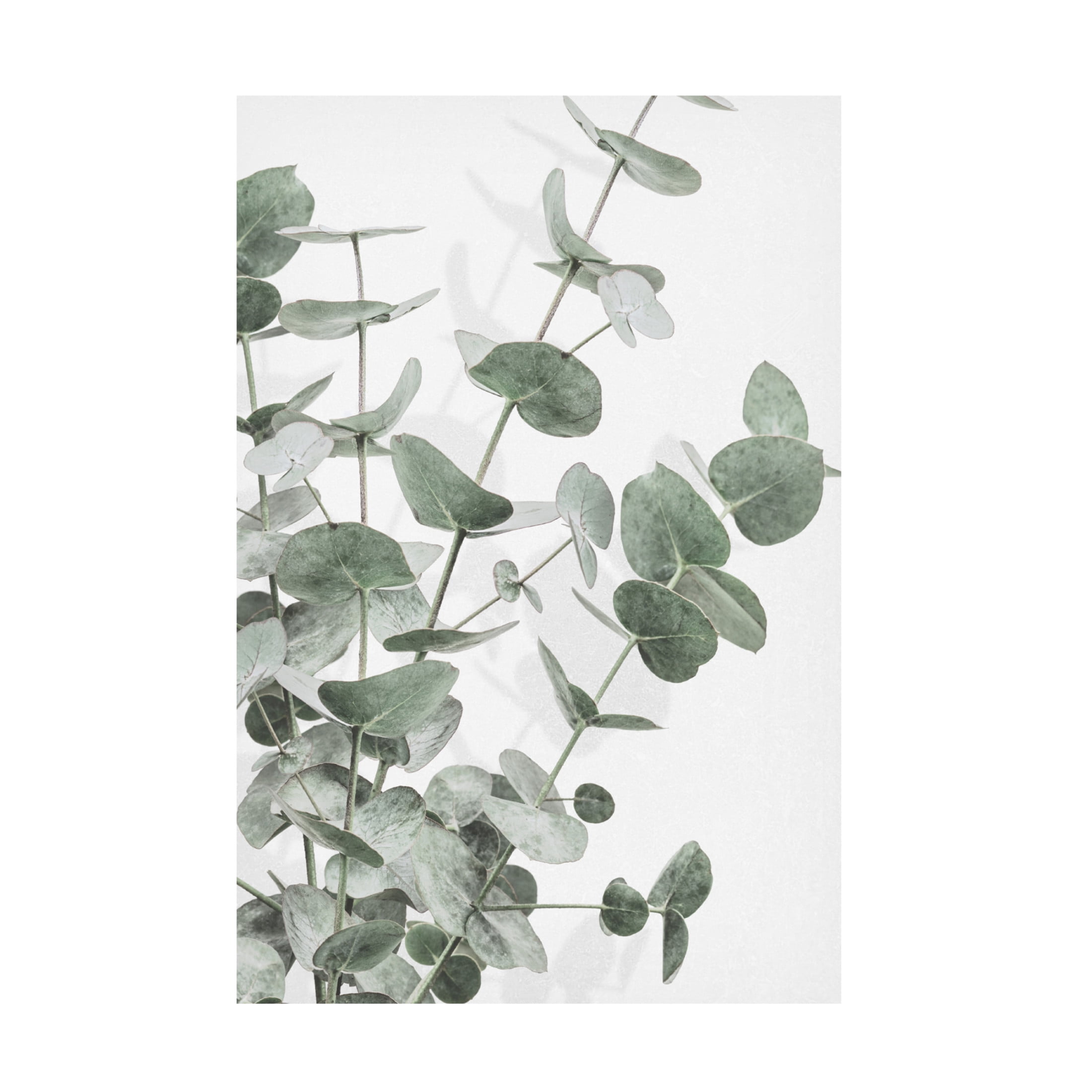 Pictufy Studio III 'Eucalyptus 3' Canvas Art - 16 x 24 Inches