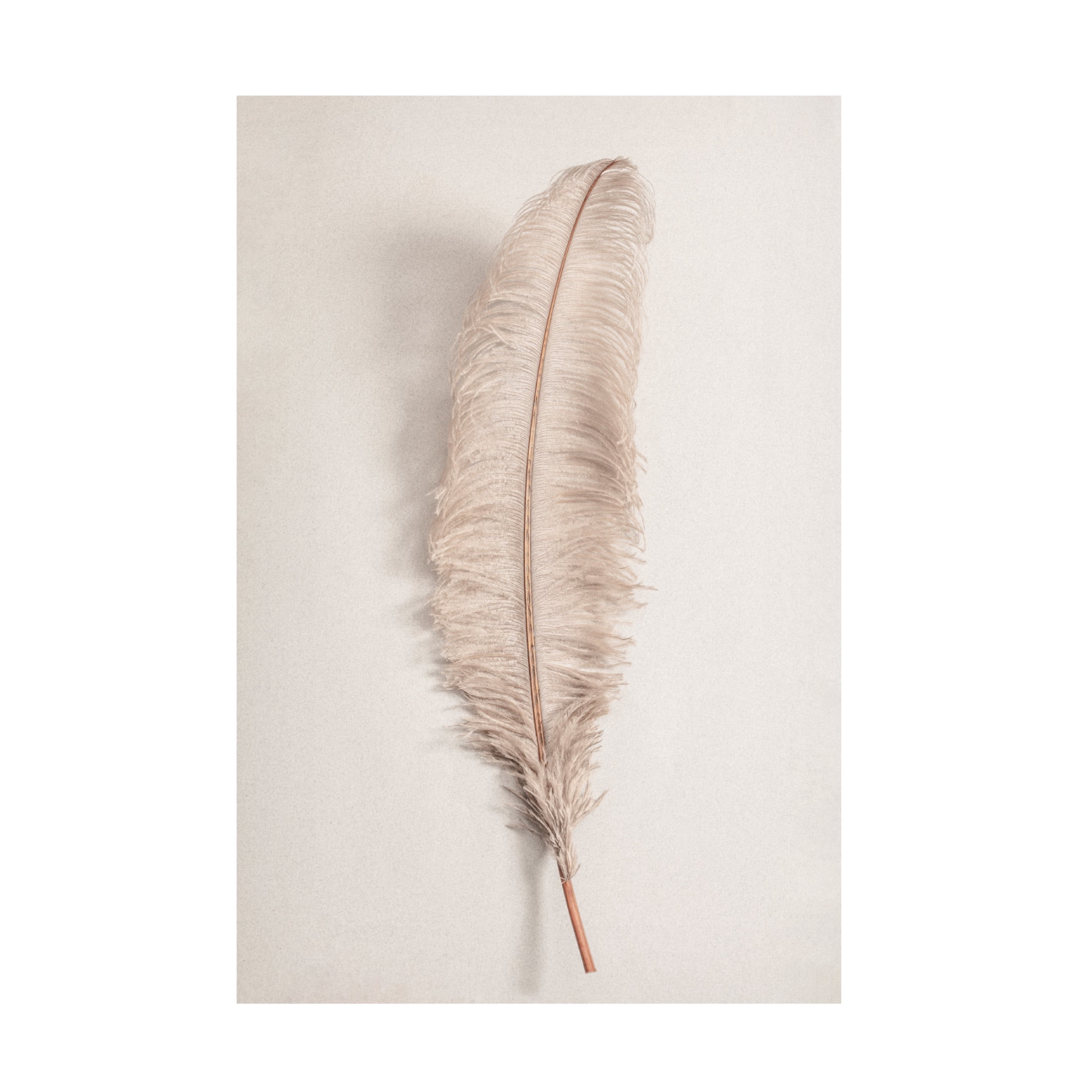 Pictufy Studio III 'Feather 2' Canvas Art - 16 x 24 Inches