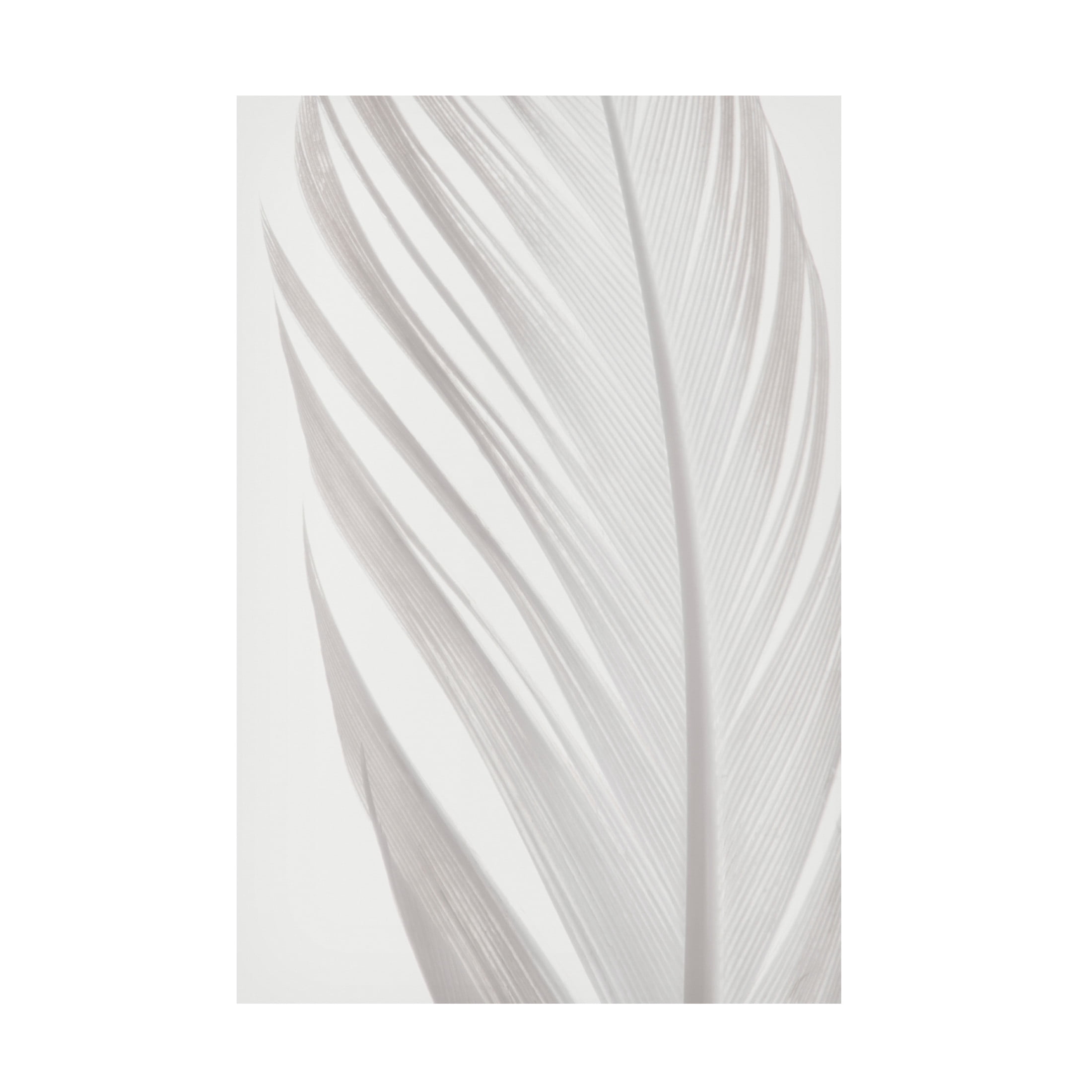 Pictufy Studio III 'Feather 6' Canvas Art - 16 x 24 Inches